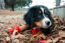 Cute Puppy Bernese Mountain Dog Lying  Near Porch Of House. Pets And Domestic Animals Concept.