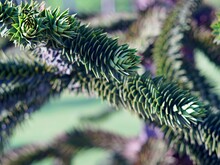 Close-up Of Pine Tree
