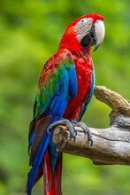 Close-up Of Macaw Perching On Branch