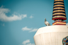 Low Angle View Of Pigeon Perching On Building Against Sky