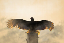 Vulture Spreading Wings During Sunrise