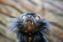 Close-up Portrait Of A Black Lemur