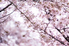 Cherry Blossoms Close Up In Seoul South Korea.