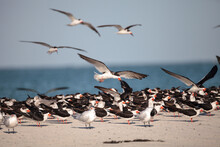 Flock Of Black Skimmer Terns Rynchops Niger On The Beach At Clam Pass In Naples, Florida