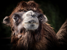 Close-up Of An Camel