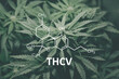 THCV with the Cannabidiol molecule. Cannabis chemical formula. Tetrahydrocannabivarin