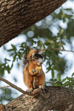 Southern Fox Squirrel Sciurus Niger Perches In A Tree To Snack On Fruit From A Tree In Naples