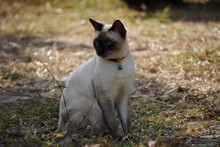 Siamese Cat Sitting On Field