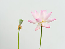 Summer flowers series, beautiful pink lotus flower and seedpod blossom isolated on white background, close up image.