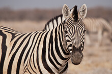 Zebra Looking