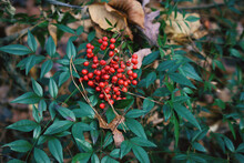 Close-up Of Berries Growing On Plant