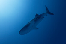 Whale Shark Wide Angle Photo, Maldives
