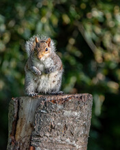 Grey Squirrel On Tree Stump