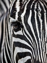 Zebra's Face Eye Close Up