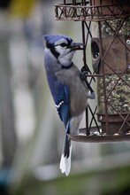 Close-up Of Bluejay Perching On A Feeder