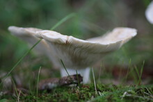 Close-up Of A Mushroom In A Forest In Japan. We Can Clearly See The Gills