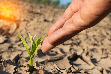 Wall Mural - Hand touching is growing plant,Young plant in the morning light on ground background.Small plants on the ground in spring,Photo fresh and Agriculture  concept idea.