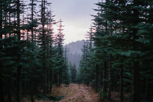 Panoramic View Of Pine Trees In Forest Against Sky