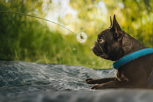 French Bulldog Dog Looking At Dandelion Flower On Field