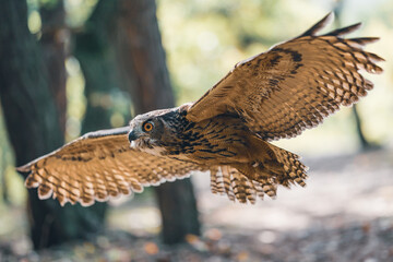 Wall Mural - Euroasian eagle owl with spread wings. Flying animal in the forest habitat.