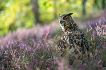 Wall Mural - Eagle owl in the purple heather. Forest nature with big owl.