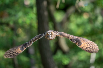 Wall Mural - Long-eared owl flying into the camera. Owl with green forest in a backgroung. Asio otus. Beautiful owl with spreaded wings.