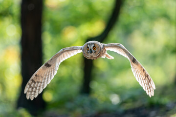 Wall Mural - Flying long-eared owl. Spreaded backlighted wings. Front action owl photo.