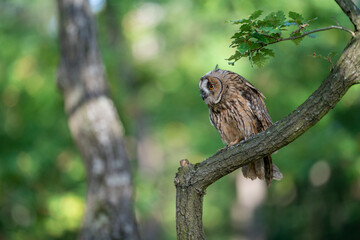 Wall Mural - Long-eared owl sitting on a tree branch. Green forest as natural habitat for small owl. Asio altus.
