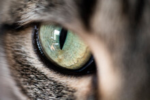 Close-up Of A Cat. Green Eyes Always Alert