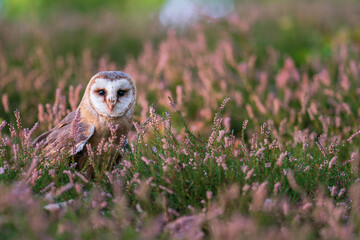Fototapete - Barn owl in a heater. Owl standing on the ground and looking to the camera. Bird from a front direction. Tyto alba