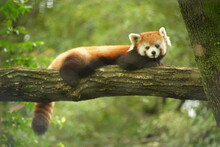 View Of A Red Panda Sitting On Tree