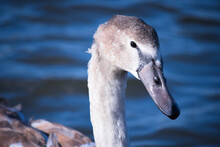 Close-up Of Swan