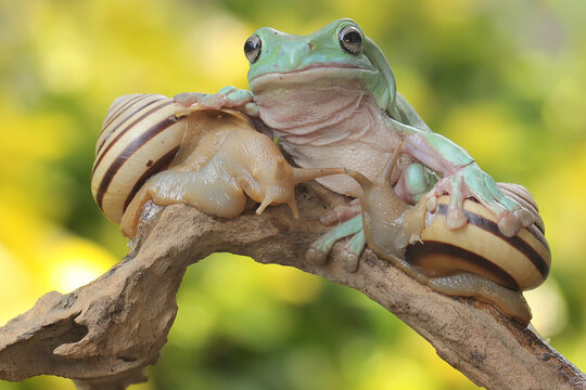 A dumpy tree frog resting with snails on a rotting log. This green amphibian has the scientific name Litoria caerulea. 