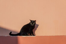 A Black Cat Sits Beside An Orange Wall In The Morning Sunlight.