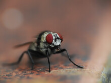 Close-up Of Fly