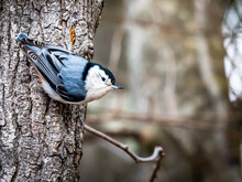 A White-breasted Nuthatch Perching On Tree Trunk.