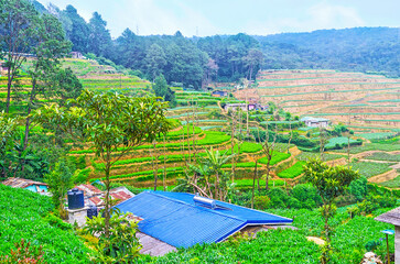 Canvas Print - Agrotourism in Sri Lanka, Nuwara Eliya