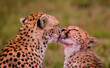 cheetah family 