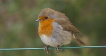 Robin Sitting On Wire Close Up Flying Away