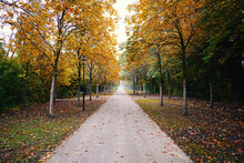 Gorgeous Park During Fall With Yellow And Green Trees Running Along Paved Street, Forming Tunnel