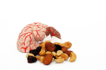 Sticker - A closeup of an anatomical organ model of a human brain next to pieces of nuts for size reference