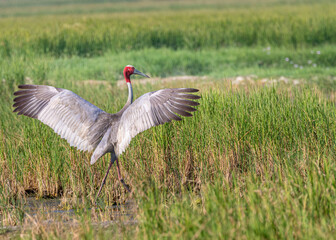 Poster - A Sarus Crane preparing to fly off a meadow