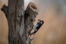 Acorn Woodpecker On A Tree Trying To Hide Acorn