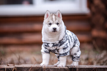 Wall Mural - Cute siberian husky puppy in clothes near a wooden house