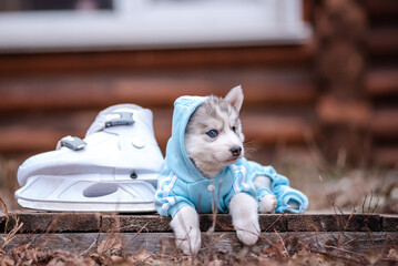 Wall Mural - a husky puppy in blue clothes. Skates.