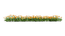 Orange Flowers And Green Grass 3D  Isolated On White Background