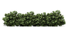 3d Green Thyme Bush Isolated On Whitebackground