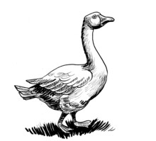 Domestic Goose. Ink Black And White Drawing