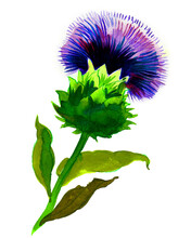 Wild Purple Flower. Watercolor Drawing