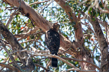 a coppers hawk sitting in a tree